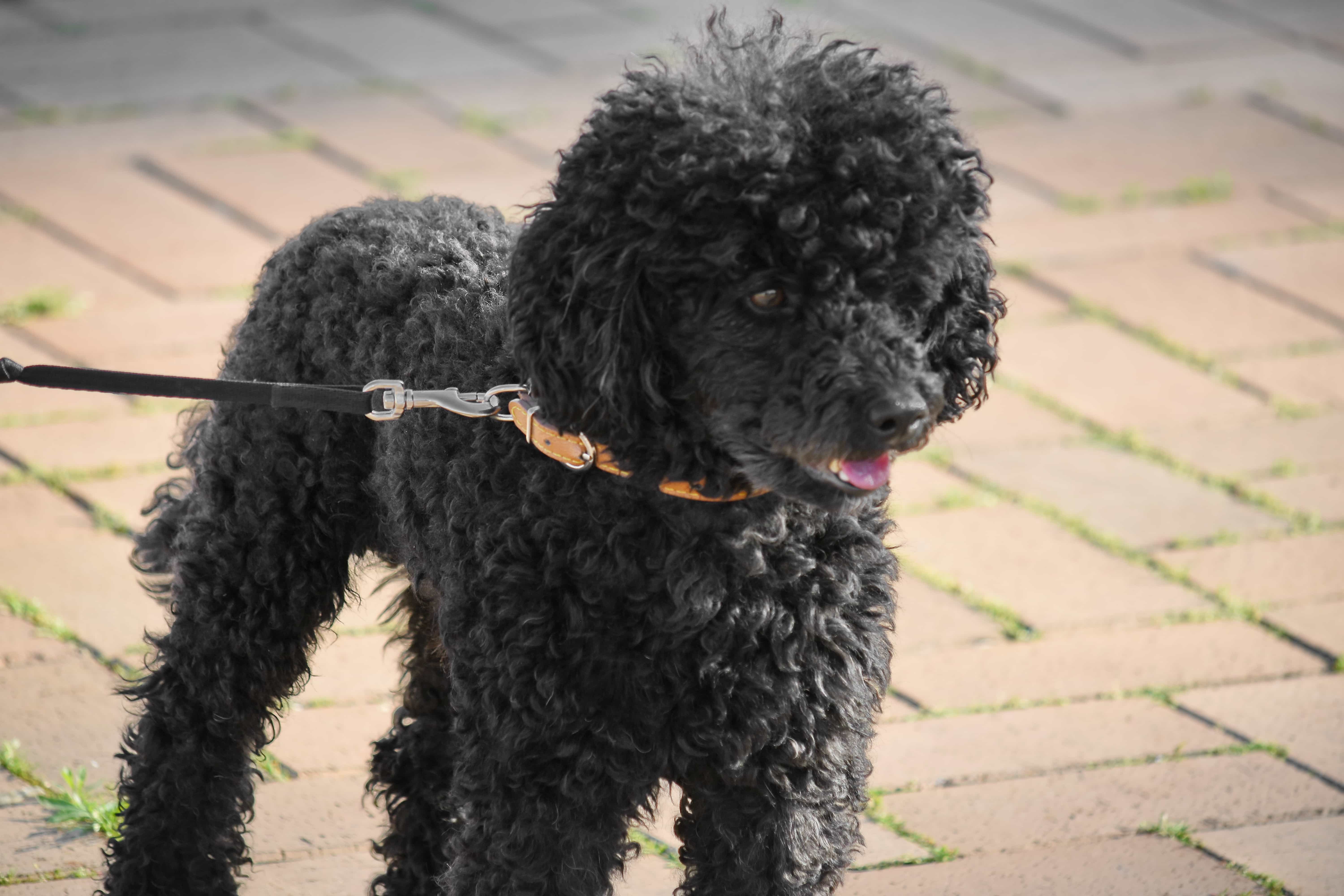 成年泰迪犬多少钱一只(有关成年泰迪犬价格介绍)