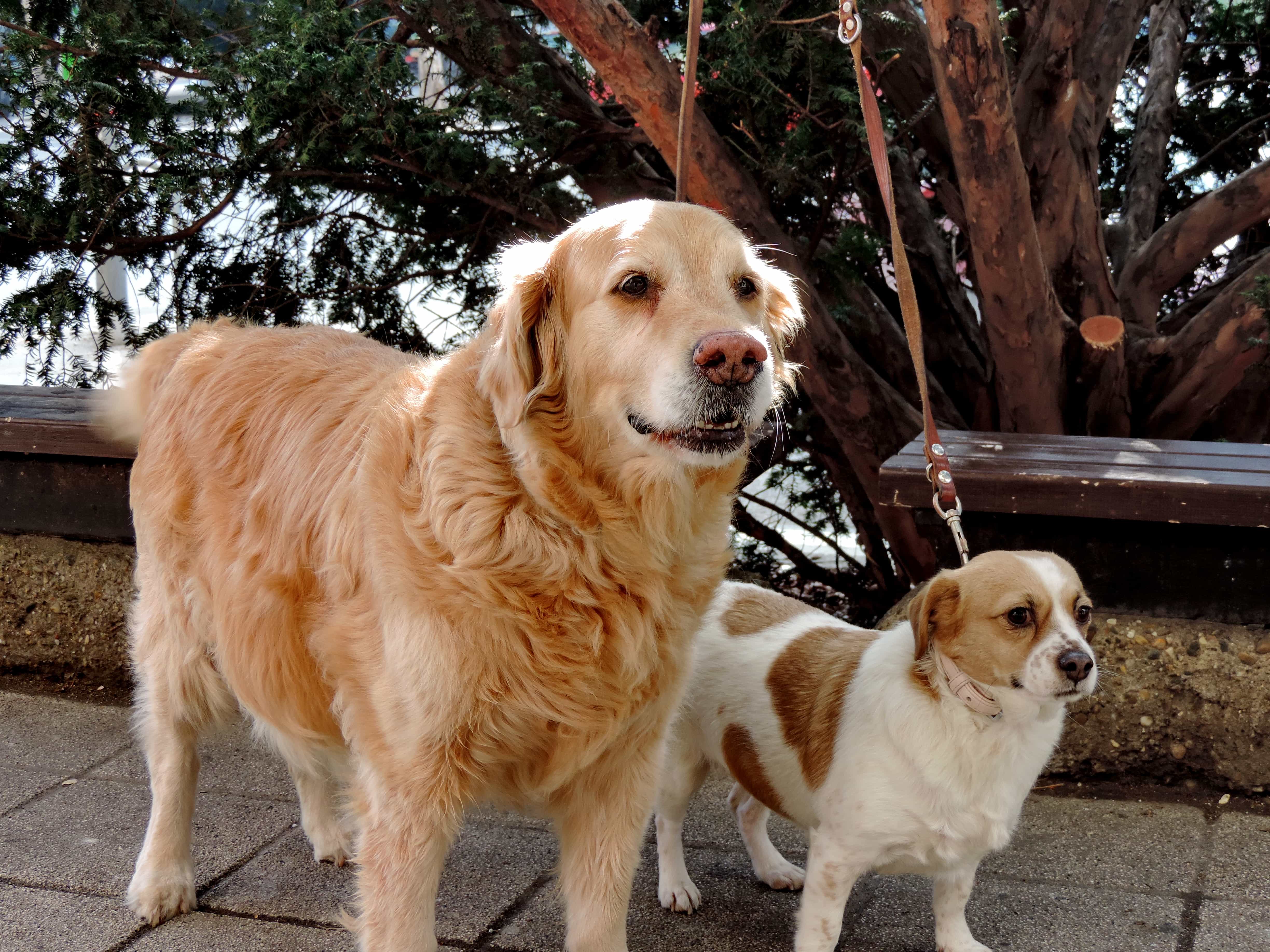 拉布拉多犬幼崽多少钱一只（拉布拉多犬幼崽价格介绍）