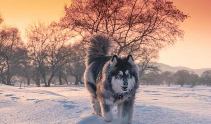 阿拉斯加犬会拆家吗(阿拉斯加犬可能会有拆家的行为)