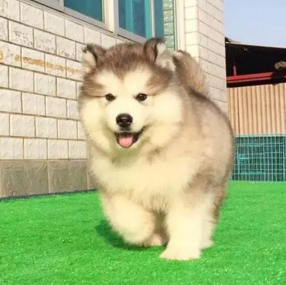 阿拉斯加怎么训练大小便(阿拉斯加大小便训练技巧)