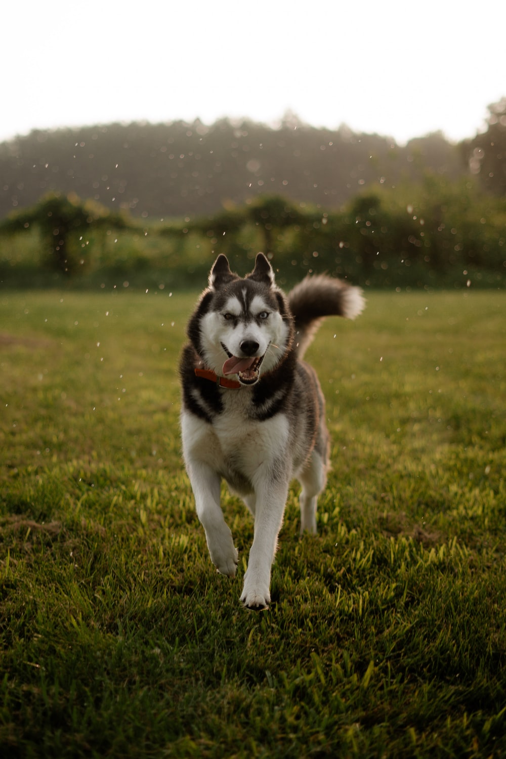 哈士奇犬多少钱一只(有关哈士奇价格介绍)