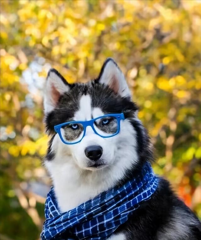 哈士奇犬怎么训练(哈士奇正确训练方法介绍)