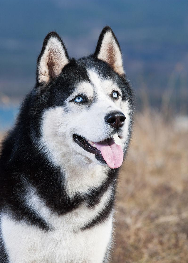 哈士奇犬是哪个国家的(哈士奇原产地介绍)