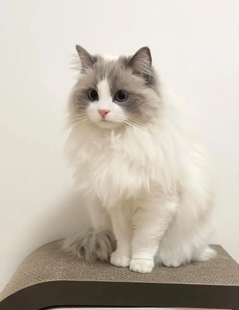 布偶猫常见疾病有哪些(布偶猫常见疾病汇总)