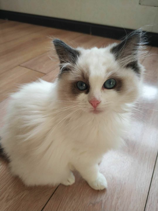 布偶猫尿血是怎么回事(引起布偶猫尿血的原因介绍)