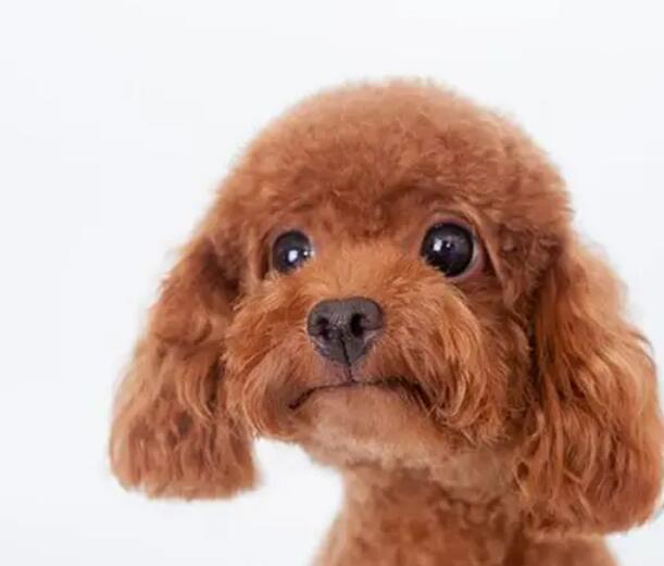 狗狗会来月经吗流血吗(狗狗来月经症状表现)