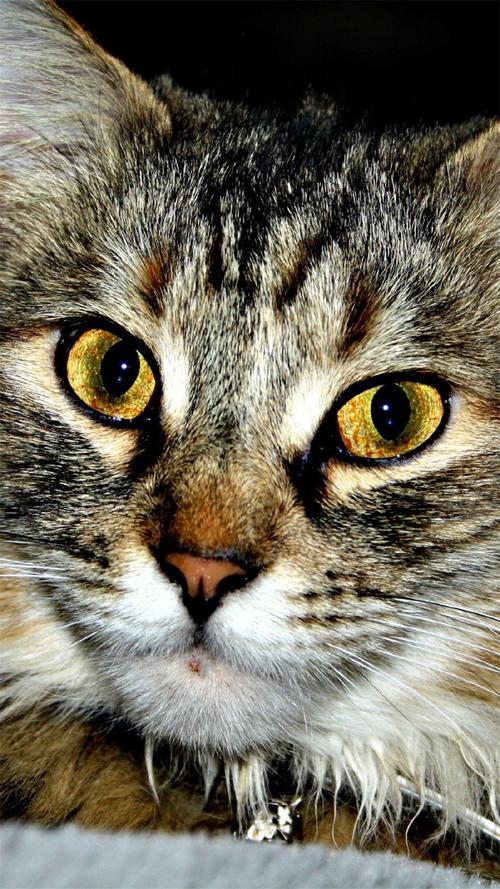 猫咪杯状病毒有什么症状(详解杯状病毒症状及治疗方法)