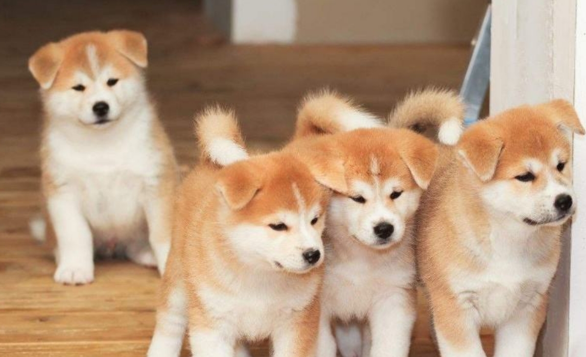 秋田犬皮肤病怎么治疗(有关秋田犬皮肤病治疗方法介绍)