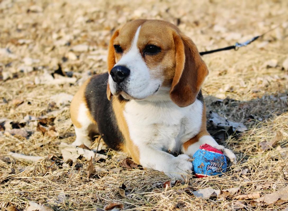 比格幼犬怎样训练(详解比格犬正确训练方法)