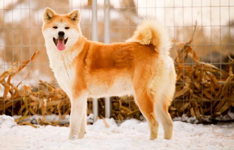 秋田犬是烈性犬吗(关于秋田犬的性格)