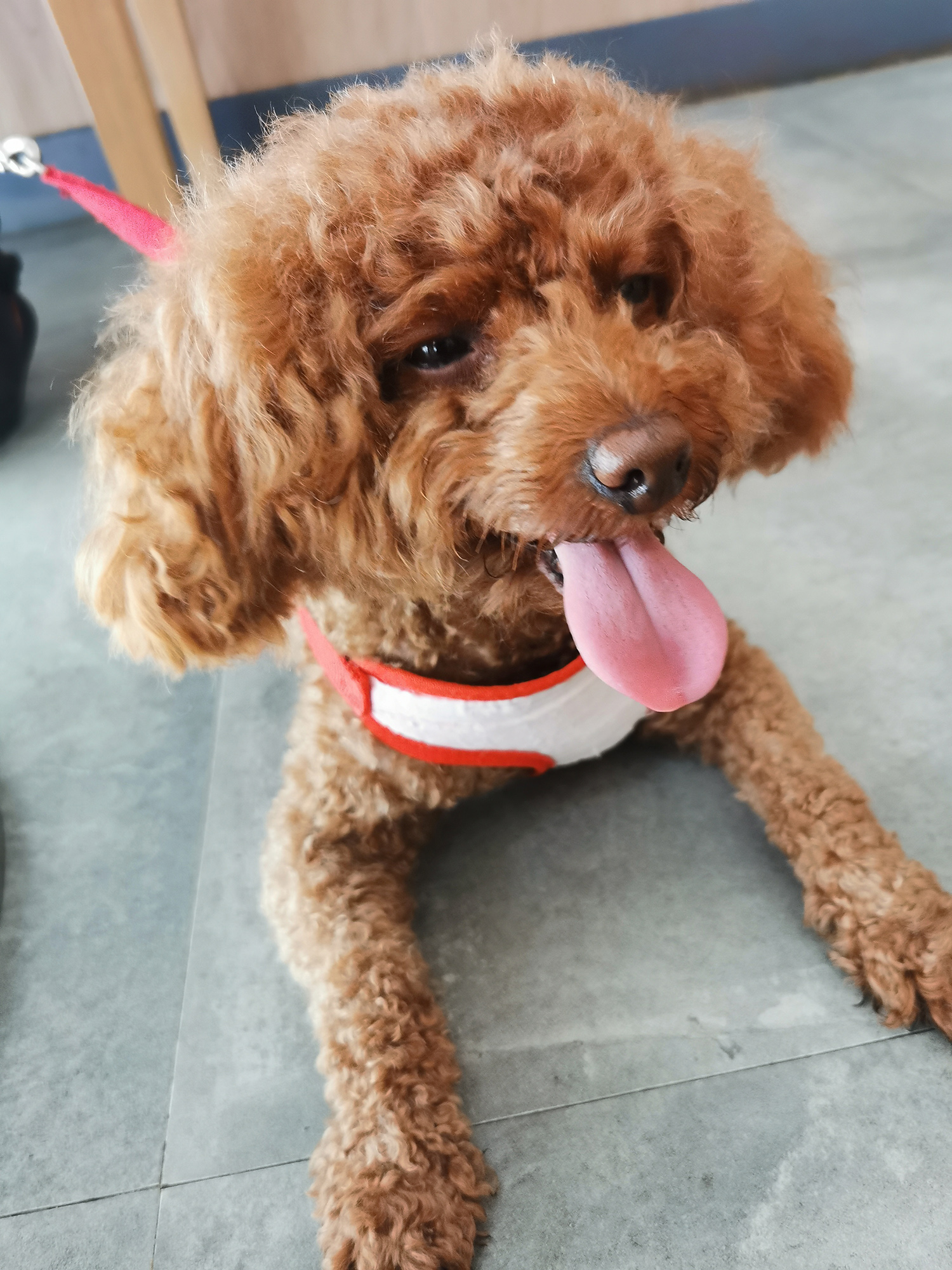 怎样使泰迪毛发变顺滑蓬松(泰迪犬毛发打理技巧)
