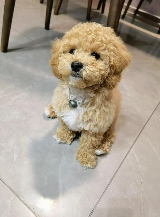 泰迪不吃狗粮怎么办(泰迪挑食的处理办法分享)