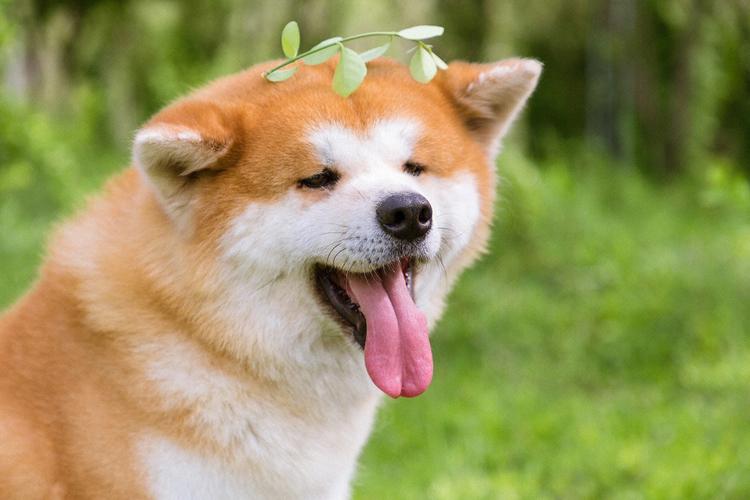 秋田犬有几种颜色(关于秋田犬的颜色详解)