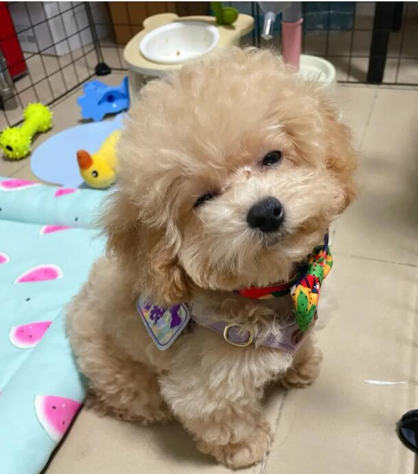 如何训练泰迪犬定点排便(关于训练狗狗排便的办法)