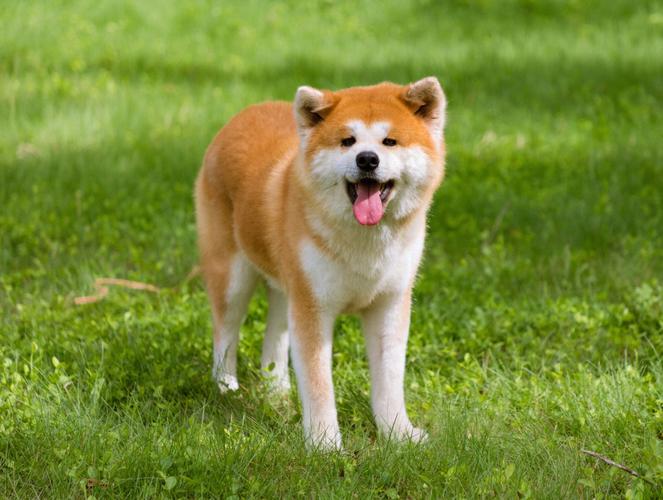 怎么训练秋田犬不乱叫(训练秋田犬的办法)