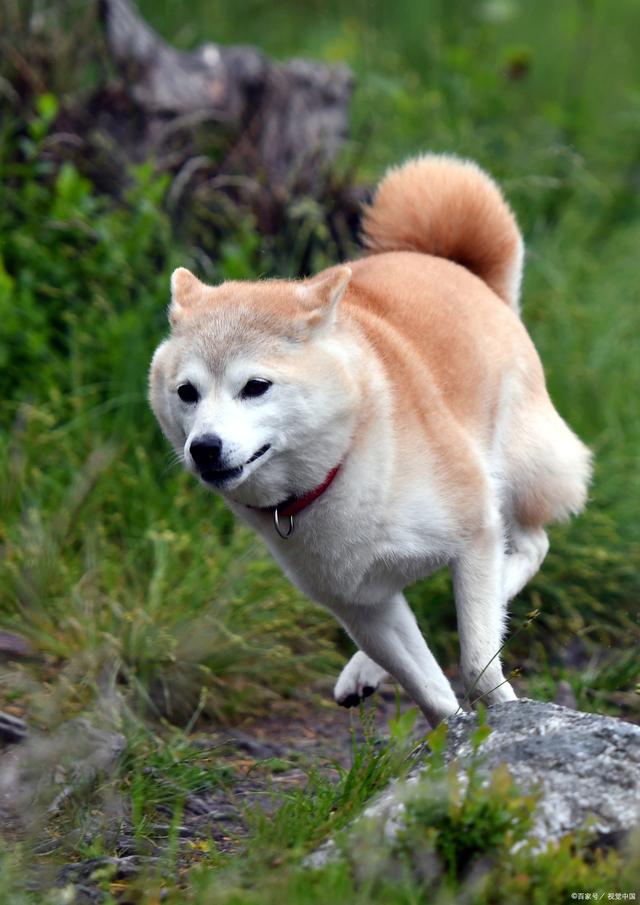秋田犬适合新手养吗(秋田犬的特点)