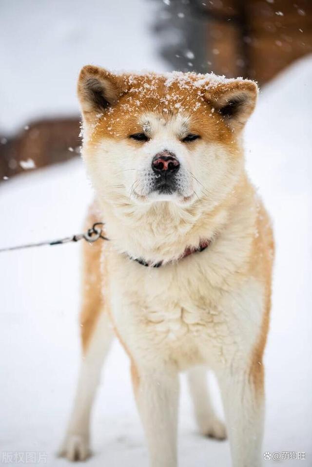 想给秋田犬美容要怎么做(你可以这样做)