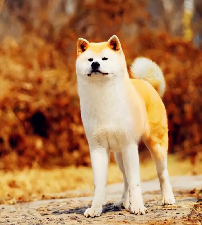 如何训练秋田犬叫主人起床