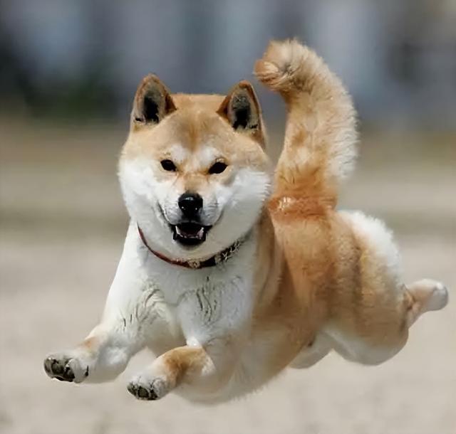 秋田犬哪个颜色最贵(关于秋田犬的价格)