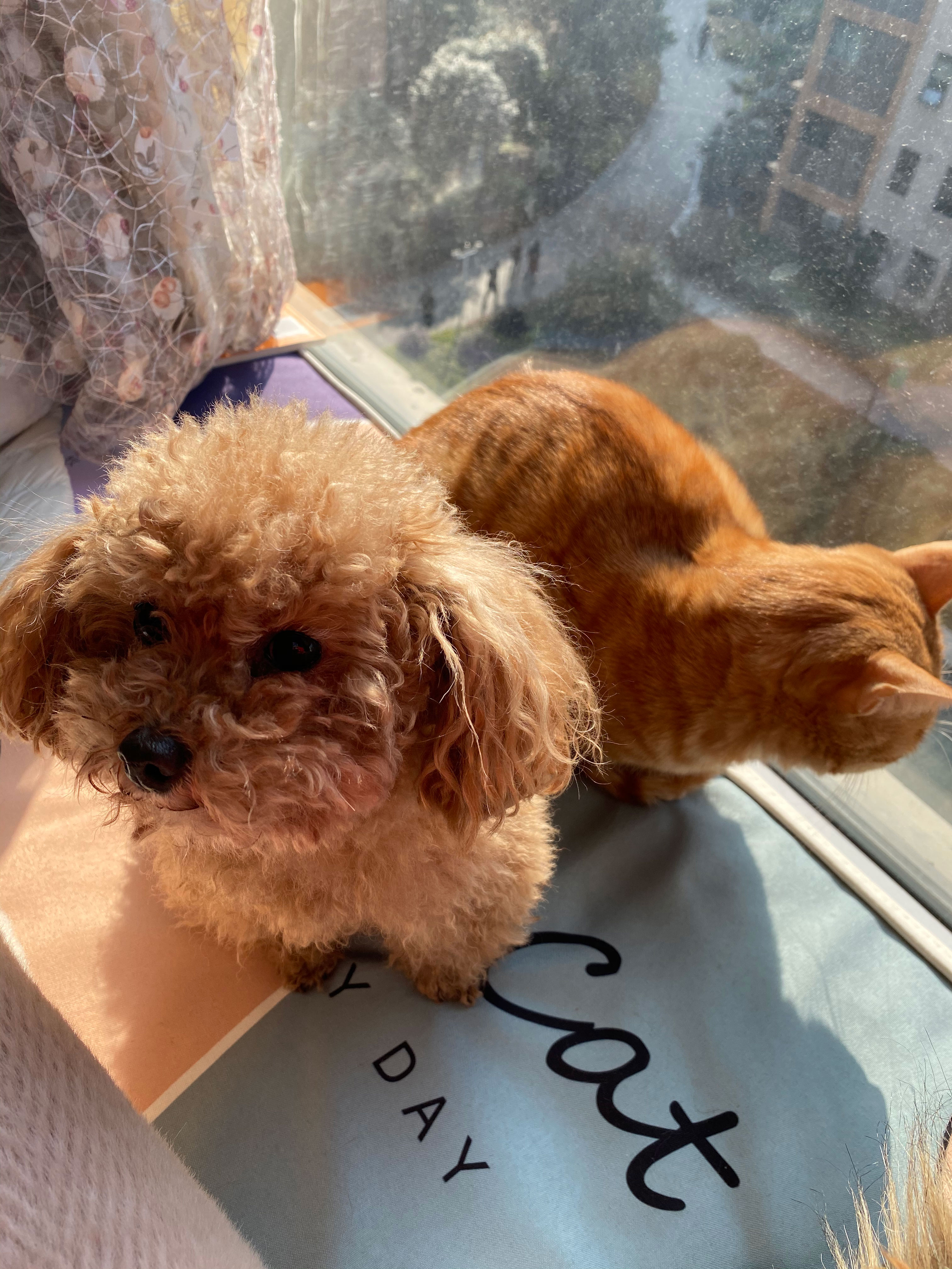 泰迪犬得了犬瘟热有什么症状(犬瘟热症状分析及预防办法)