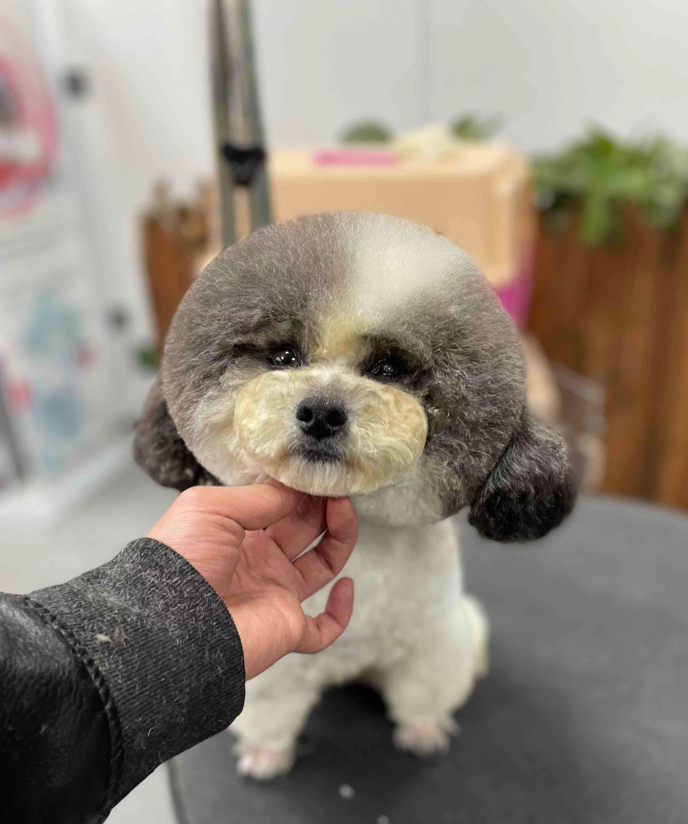 泰迪的发情周期是什么时候(泰迪发情期注意事项)