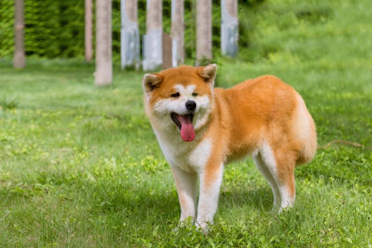 怎么给秋田犬驱虫(给狗狗驱虫的办法)