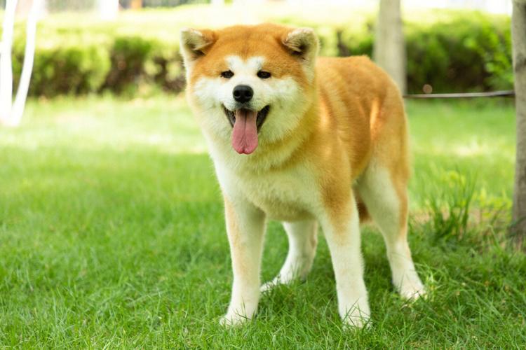 秋田犬老是流鼻血怎么办(关于秋田犬流鼻血的原因及解决办法)