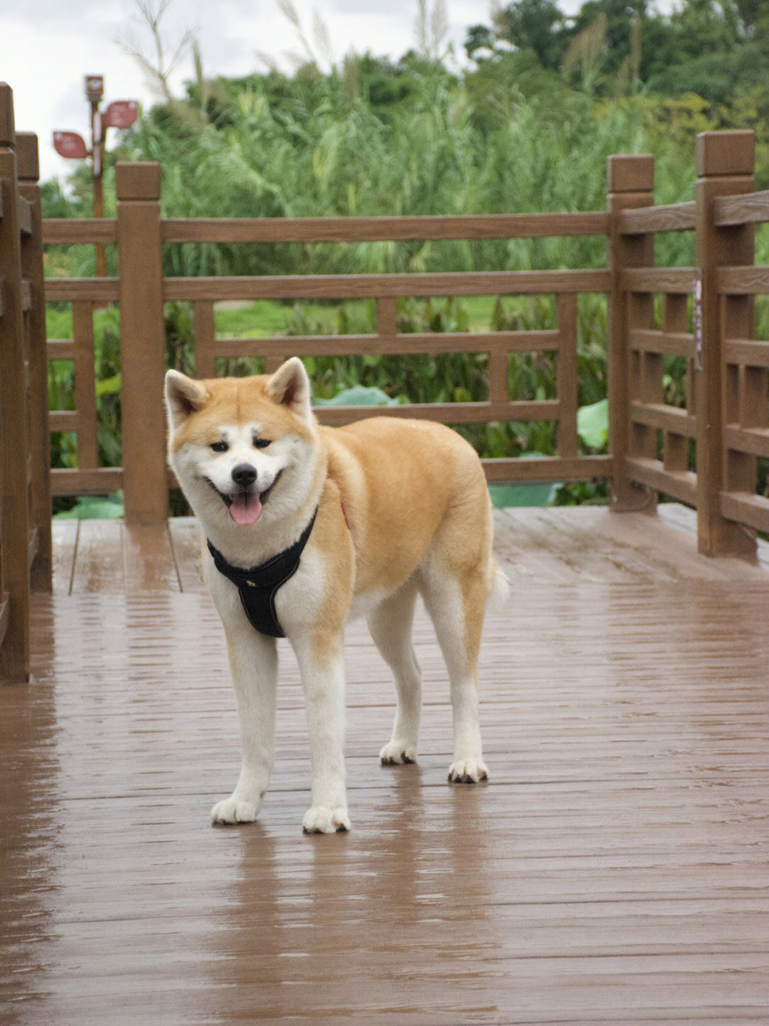 秋田犬和柴犬是一个品种吗(秋田犬和柴犬的区别)