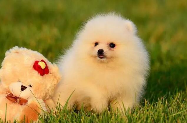 博美犬运动量大吗(关于博美对运动量的需求)