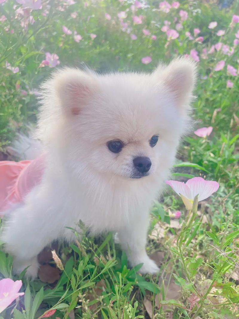 博美犬好养么(博美犬的性格及脾气)
