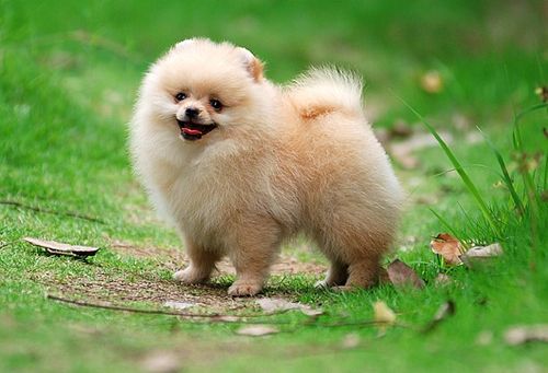 博美和银狐犬有什么区别(博美和银狐的区别)