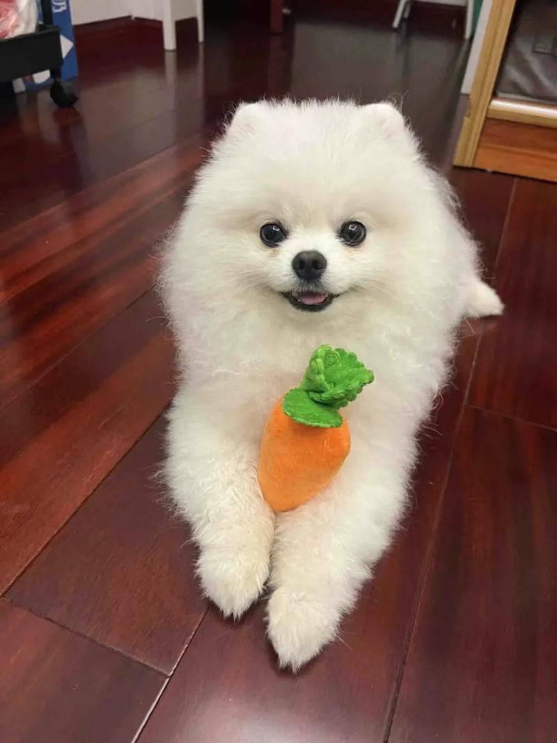 博美有几个品种(博美品种介绍)