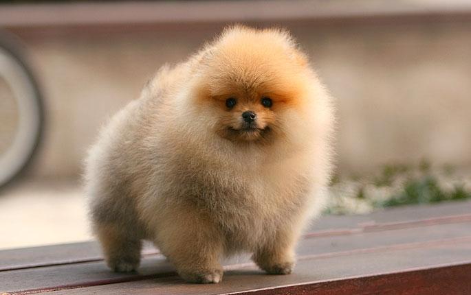 博美犬怎样训练(博美训练方法合集)