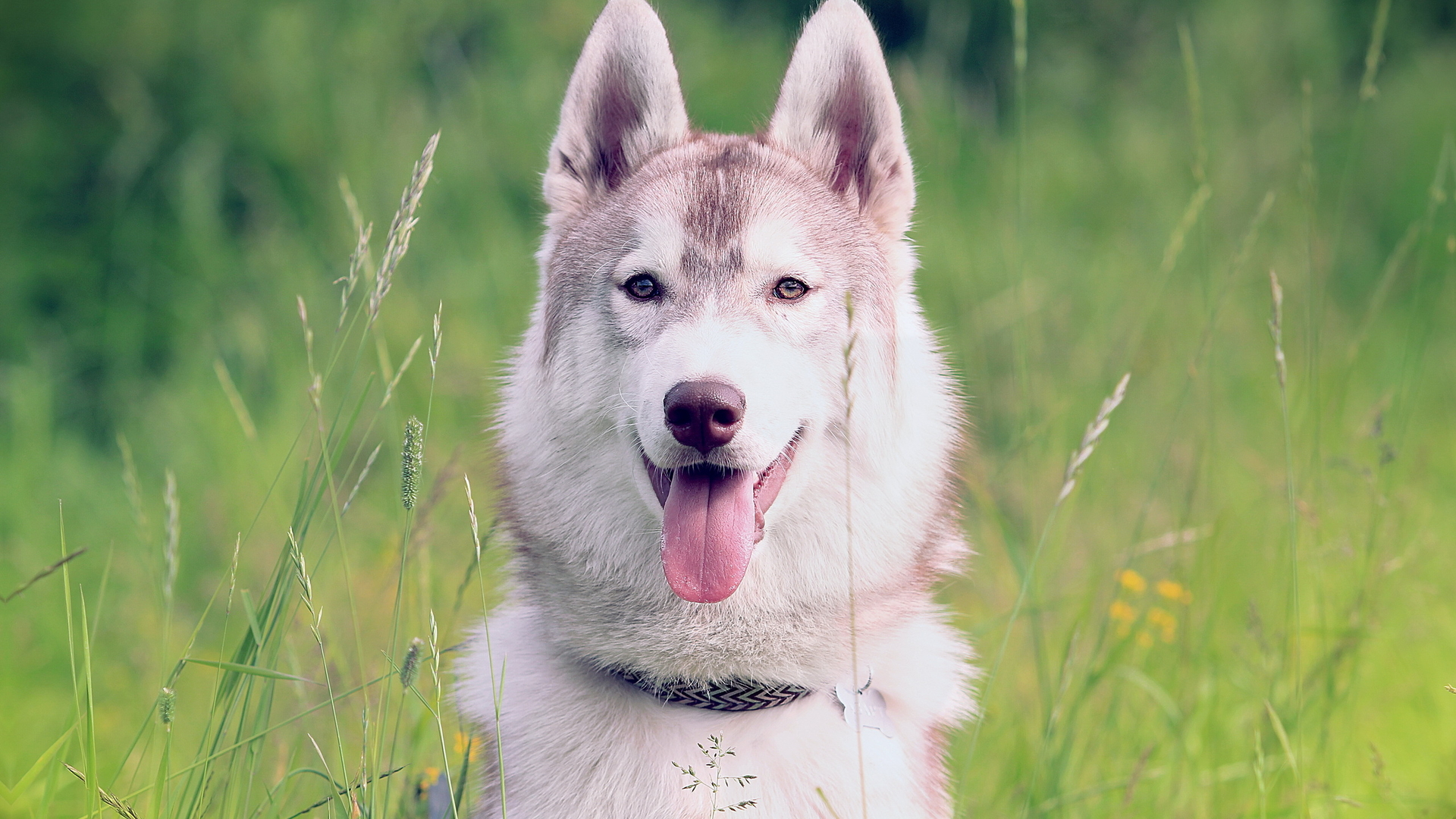 刚买的哈士奇幼犬怎么照顾(有关哈士奇幼犬照顾方法介绍)