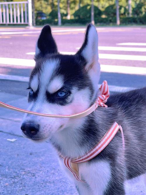 哈士奇犬不喜欢洗澡要怎么办(有关哈士奇不洗澡原因介绍)