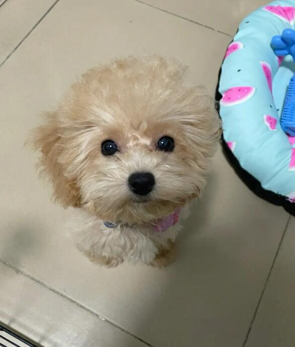 冬季如何护理泰迪的毛发(泰迪犬毛发冬季正确护理方法)