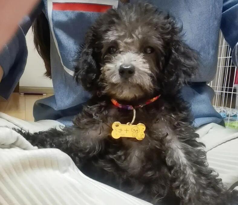 泰迪皮屑多怎么办(引起泰迪犬皮屑多的原因及解决方法分析)