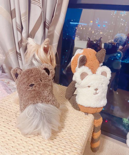 冬天约克夏犬为什么爱生病(约克夏犬冬季照顾注意事项)