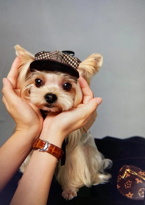 怎么给约克夏犬洗澡(约克夏犬洗澡方法介绍)