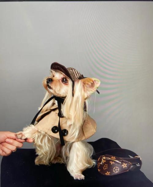 怎么挑选约克夏犬(约克夏犬正确挑选方法)