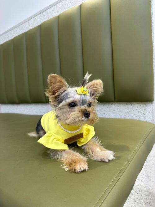 约克夏犬的性格是怎样的(有关约克夏犬性格介绍)