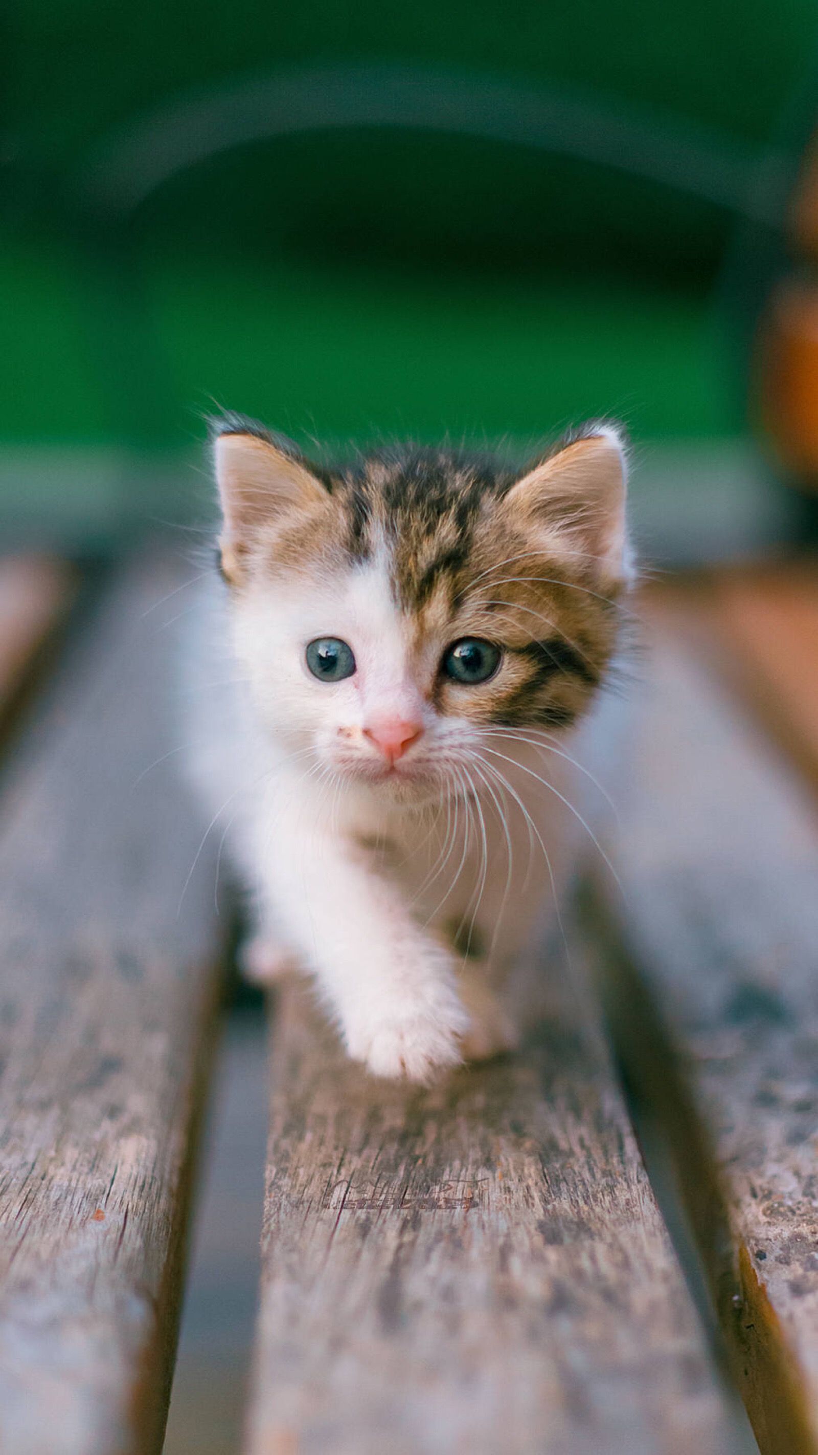 猫为什么喜欢吃鱼(有关猫喜欢吃鱼的原因介绍)