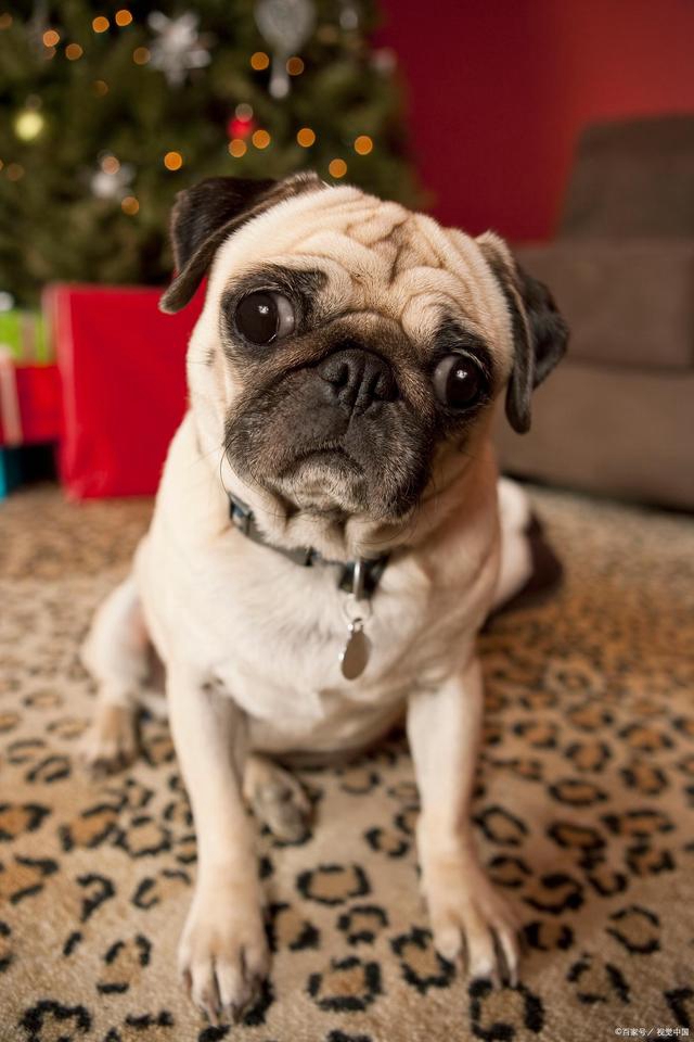 巴哥犬的优缺点都有哪些(剖析巴哥犬的优缺点)