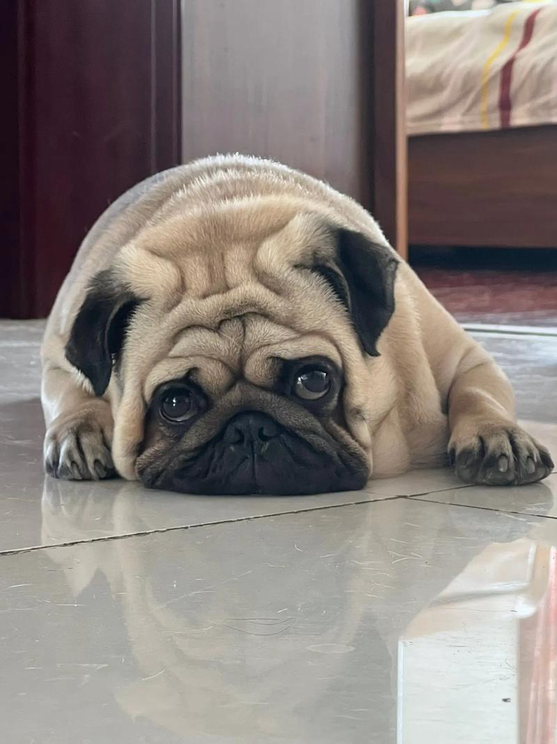 巴哥犬为什么那么臭(有关巴哥犬会臭的原因介绍)
