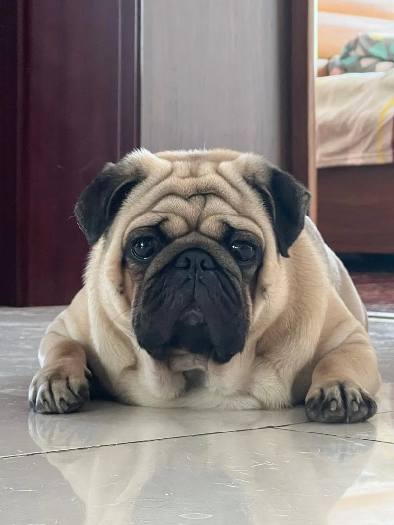 巴哥幼犬吃什么比较好(巴哥幼犬食物推荐)
