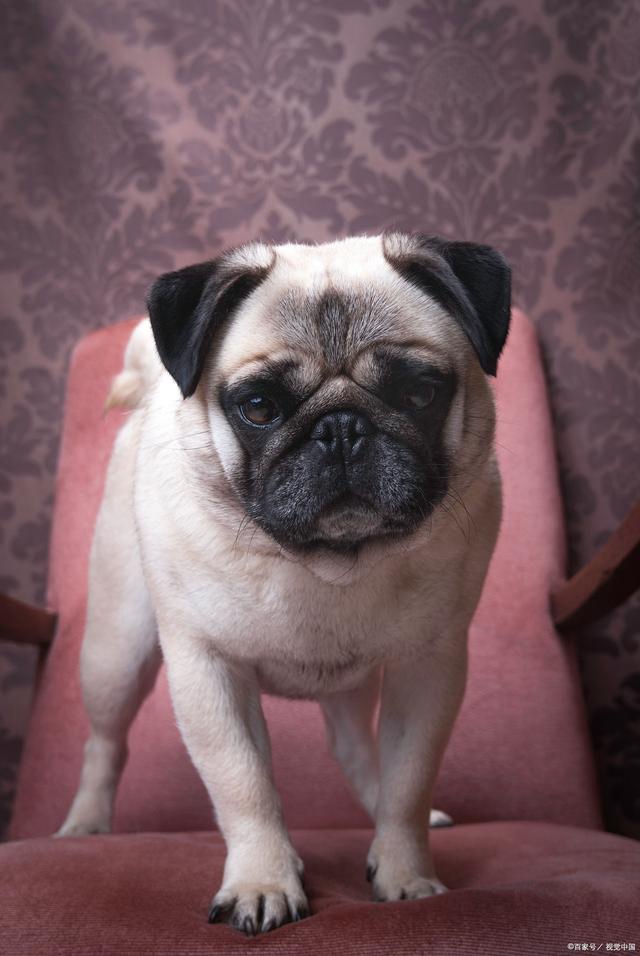 巴哥犬消化不良吃什么药(巴哥犬消化不良治疗指南)