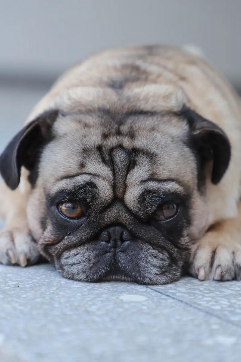 母巴哥犬为什么头很小(母巴哥犬原因分析)
