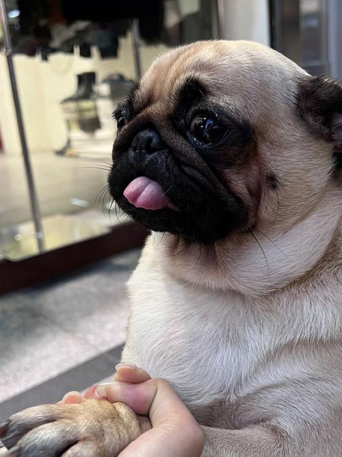 巴哥犬为什么爱得皮肤病(详解巴哥犬皮肤病预防方法)