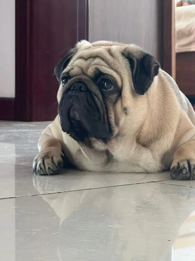 巴哥犬多大可以训(巴哥训练的最佳时间)