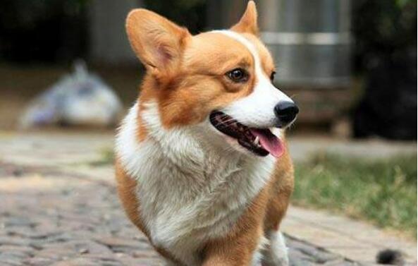 狗狗来月经了怎么办(狗狗来月经注意事项)